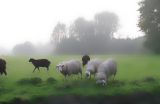 Sheep in the mist