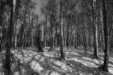 DSC_1955bw.jpg