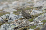 DSC_0487.jpg