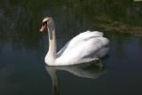 Swan in Spring