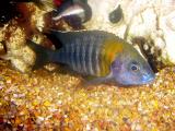 Male Aulonocara sp. (Deep) Monkey Bay, Malawi