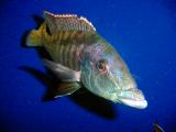 Lichnochromis acuticeps