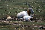 Oryx dammah - Scimitar-horned oryx