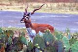 Antelope cervacapra - Black-Buck Antelope