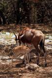 Antelope cow and nursing calf