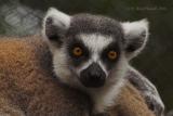 Lemur catta - Ring Tailed Lemur