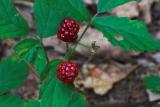 Wild Black berrys