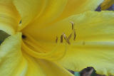 Lilly