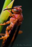Polistes carolina - Red Wasp