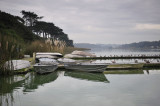 Lake Merced Still Life with Birds
