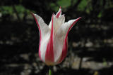 DSC_0038c Candy Cane Tulip.jpg