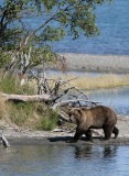 bear on the beach