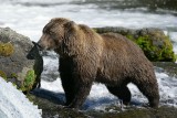 bear sniffing rock