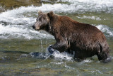 bear fishing