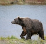 Ted