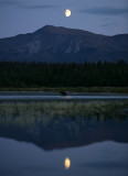 bear in the moonlight