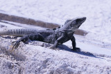 The iguana was an easy target .. it did not scare easily