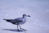 Cant post without a seagull shot