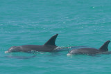 dolphins again