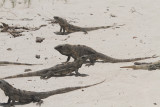on passion island .. a pack of iguanas started chasing Brant and Justin