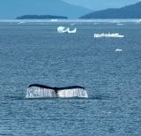 IMG_4261_5D.jpg