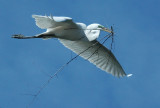 Great Egret carrying branch for nesting material
