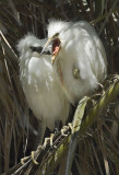 Sibling rivalry between Snowy Egret chicks.