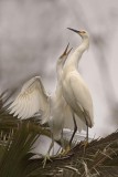 Adult Snowy Egret and chick
