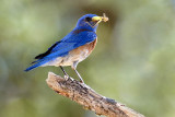 Male Western Bluebird with Grasshopper