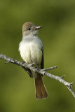 Ash-throated flycatcher with spider