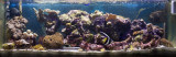 Reef tank 7th Oct 2008