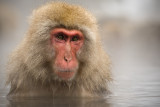 Japanese Macaque in Onsen