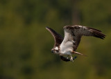 Osprey with Trout III