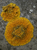 Lichen - Xanthoria parietina