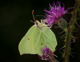 Brimstone