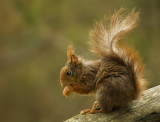 Red Squirrel