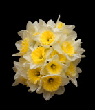 Daffodils (test shot of canon ts-e 90)