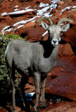 Big Horn Sheep