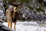 Mule Deer in Zion National Park