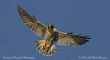 Peregrine Falcon 014.jpg