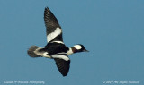 Bufflehead 010.jpg