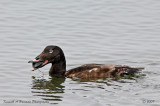 White-winged Scoter 002.jpg