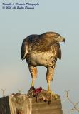 Red Tailed Feeding 033.jpg