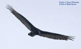 Turkey Vulture 006.jpg