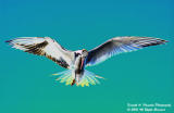 Hovering Tern - BluGrn.jpg
