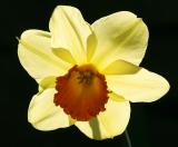 Daff