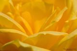 Yellow Rose