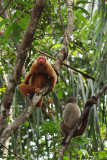 Monkeys, Amazon rainforest