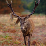 Young stag
