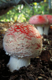 Amanita Muscaria